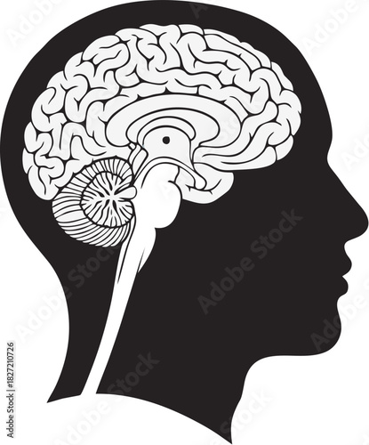 Illustration of the Human Brain An Anatomical Diagram