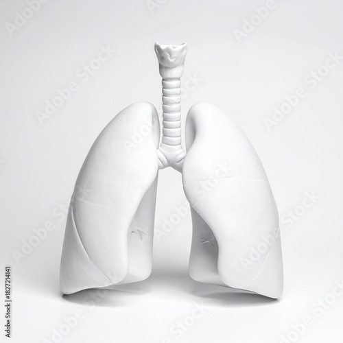 Human Lungs Anatomy Model on White Background, Respiratory System Organ, 3D Render.