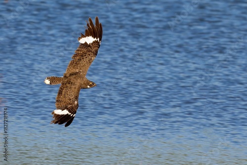 Nacunda nighthawk in flight