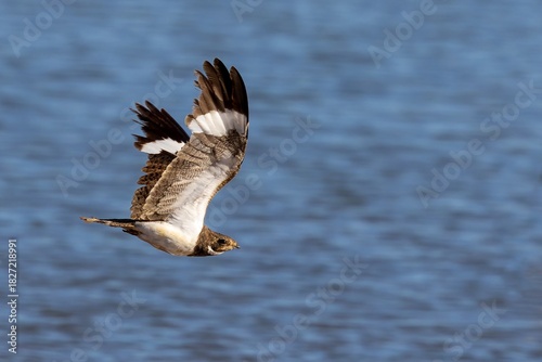 Nacunda nighthawk in flight