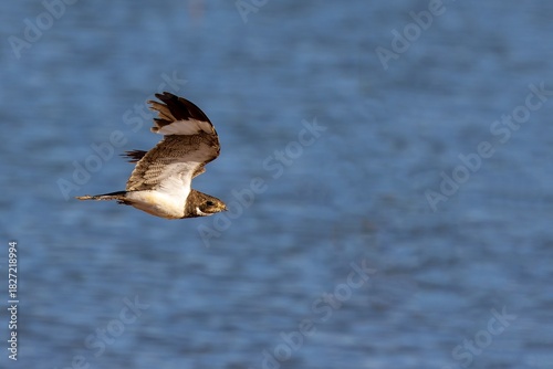 Nacunda nighthawk in flight