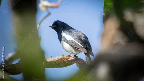 Oriental magpie robin (Copsychus saularis) on a branch