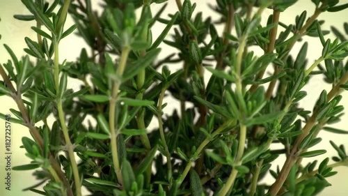 Wallpaper Mural Fresh bunch of aromatic culinary herb with small green leaves Torontodigital.ca