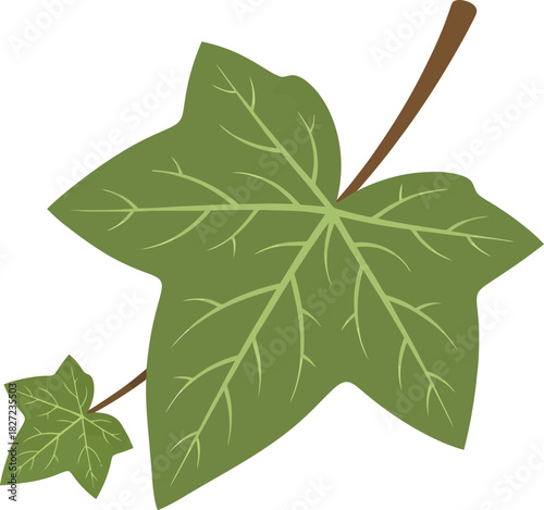 Illustration of a green ivy leaf with veins and a stem, isolated on white.