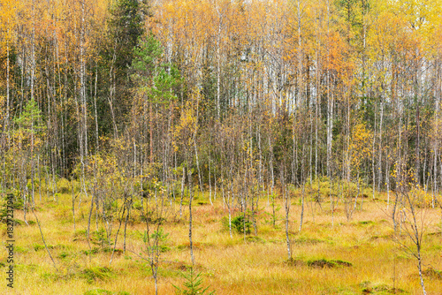 Autumn forest view by the swamp.