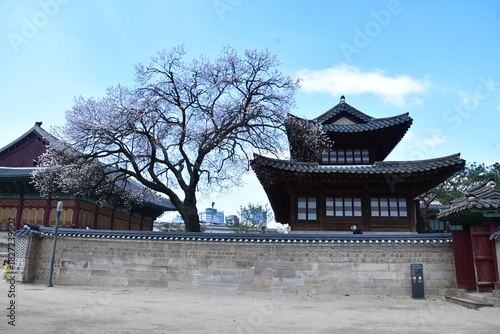 살구 나무와 집