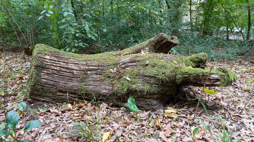 Fototapeta premium Very old wood trunk in forest ground overgrown with moss