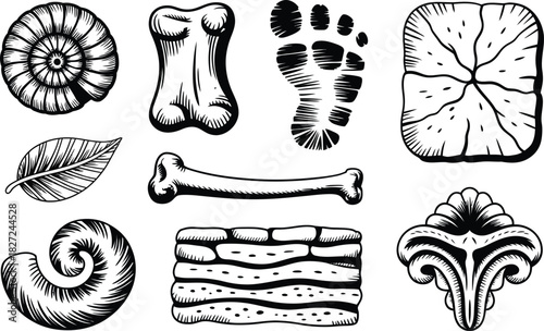 Collection of Vintage Illustrations: Fossils, Bones, Footprint, Leaf, and Decorative Element
