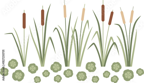 Cattails and duckweed plants growing in a wetland environment.