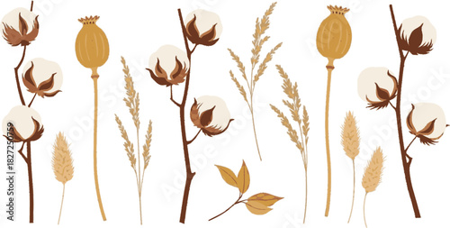 Set of dried flowers and plants including cotton poppy and pampas grass on a white background.