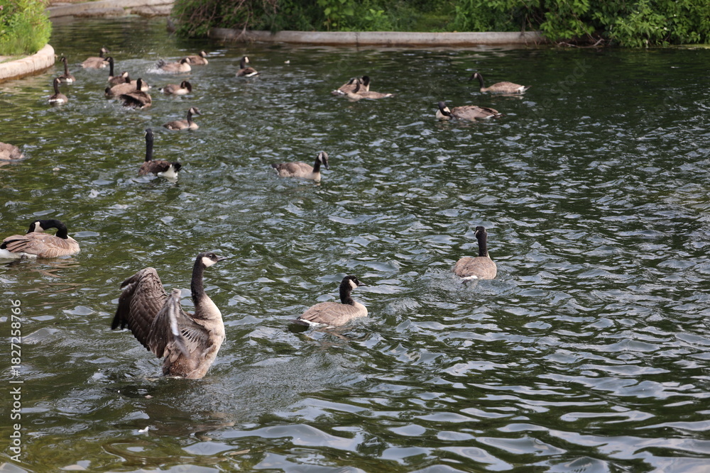 Fototapeta premium adult Canada goose folding wings after landing with others on manmade pond
