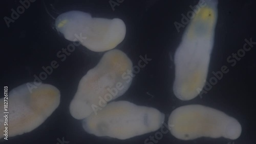Clinostomum spp. are freshwater flukes with a worldwide distribution and a complex life cycle involving multiple hosts, including snails (intermediate hosts), fish or amphibians (secondary intermediat