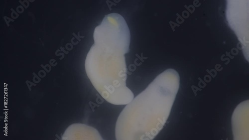 Clinostomum spp. are freshwater flukes with a worldwide distribution and a complex life cycle involving multiple hosts, including snails (intermediate hosts), fish or amphibians (secondary intermediat