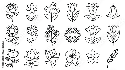Collection of floral elements outline drawing botanical illustrations and sketches