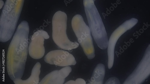Clinostomum spp. are freshwater flukes with a worldwide distribution and a complex life cycle involving multiple hosts, including snails (intermediate hosts), fish or amphibians (secondary intermediat