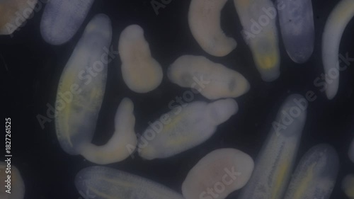 Clinostomum spp. are freshwater flukes with a worldwide distribution and a complex life cycle involving multiple hosts, including snails (intermediate hosts), fish or amphibians (secondary intermediat