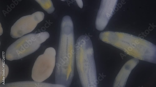 Clinostomum spp. are freshwater flukes with a worldwide distribution and a complex life cycle involving multiple hosts, including snails (intermediate hosts), fish or amphibians (secondary intermediat