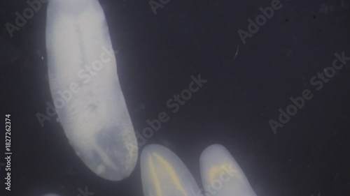 Clinostomum spp. are freshwater flukes with a worldwide distribution and a complex life cycle involving multiple hosts, including snails (intermediate hosts), fish or amphibians (secondary intermediat