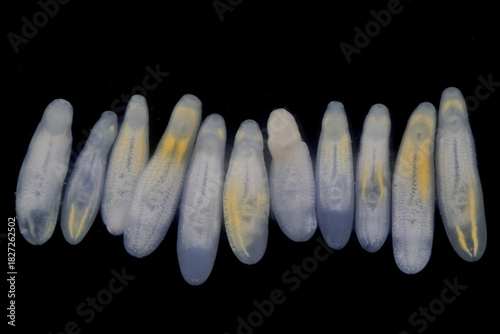 Clinostomum spp. are freshwater flukes with a worldwide distribution and a complex life cycle involving multiple hosts, including snails (intermediate hosts), fish or amphibians (secondary intermediat