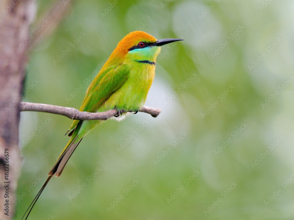Fototapeta premium A Little Green Bee-eater resting on a dry branch against a soft green backdrop at Sam Roi Yot NP Thailand
