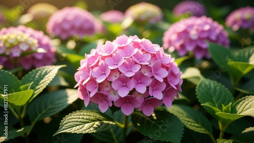 Fototapeta Naklejka Na Ścianę i Meble -  Pink hydrangea flowers in garden