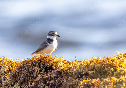 Semi-palmated Plover among the sea weeds