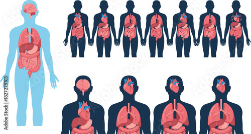 Human anatomy internal organs brain lungs heart digestive system diagram vector