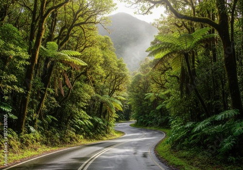 Winding road through lush green rainforest with sunlight filtering through canopy