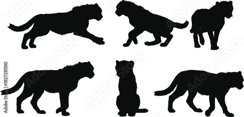 Silhouette collection of tigers in various poses walking sitting standing and hunting isolated on white background wildlife vector illustration design