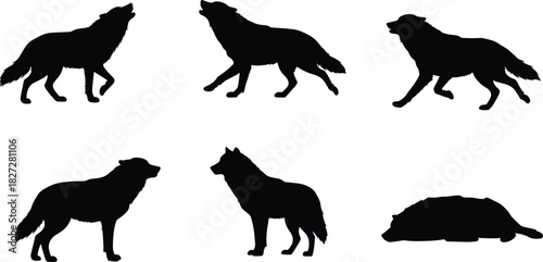 Silhouette collection of wolves in different poses howling standing walking and sleeping isolated on white background wildlife vector illustration design