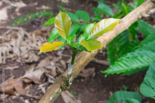 Successfully grafted coffee plant shoot growing on the rootstock branch. Budding or grafting technique used in agriculture for propagating superior varieties of plantation crops.