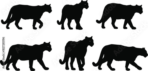 Wild cougar silhouette collection, puma walking poses, big cat vector illustration, wildlife animal design, predator shape, jungle feline art, nature graphic