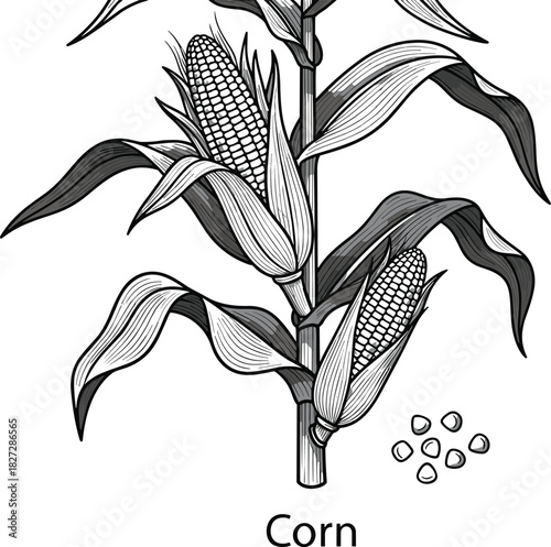 Corn stalk with ripe cobs and kernels, monochrome engraving style vector illustration of maize plant for agriculture, food, and harvest concepts.