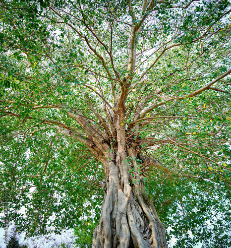 Large Bodhi Tree Spreading Branches Providing Wide Natural Shade