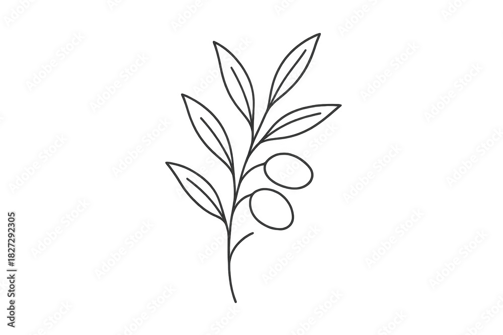 Fototapeta premium Olive branch line art drawing with fruit and leaves