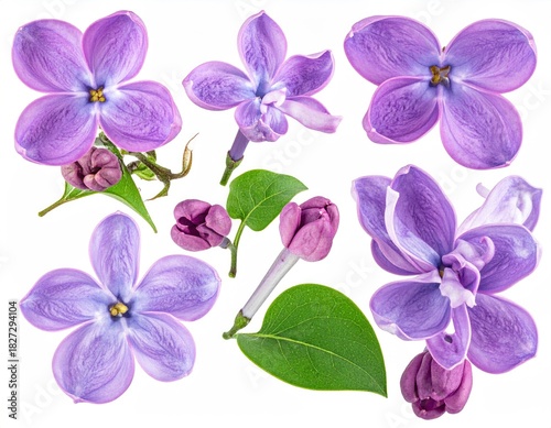 Lilac blossoms & buds. Detailed view, isolated