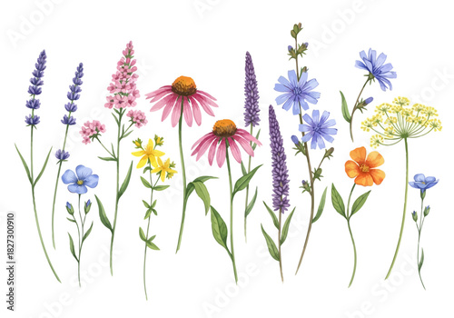 Watercolor collection of various wild meadow flowers including lavender, echinacea, and chicory