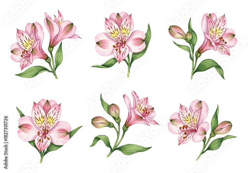 Collection of six delicate pink alstroemeria lily flower blossoms and buds watercolor illustration