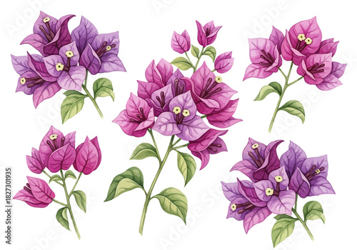 Watercolor illustration of five beautiful bougainvillea flower clusters with green leaf branch