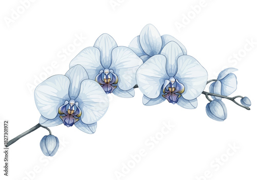 Delicate watercolor painting of a light blue phalaenopsis orchid branch with several open blooms and buds