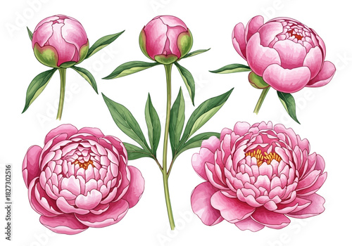 Watercolor illustration of pink peony flower stages, including buds and fully bloomed blossoms