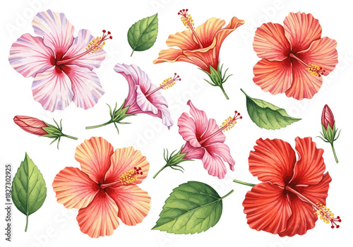 Collection of watercolor hibiscus flower illustrations with leaves and buds
