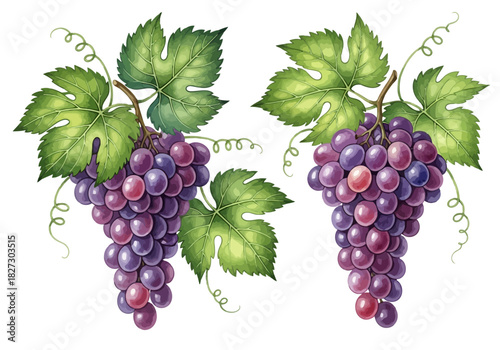 Watercolor illustration of two bunches of ripe purple grapes with green leaves and tendrils
