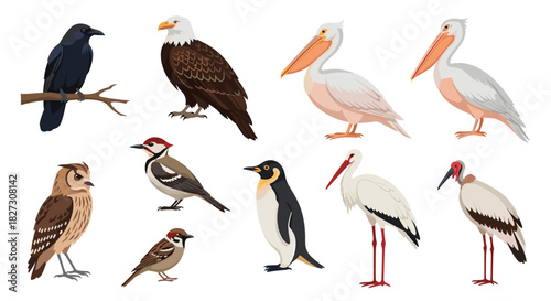 Majestic collection of diverse bird species, perfect for educational resources, ornithology projects, or adding a touch of nature to designs