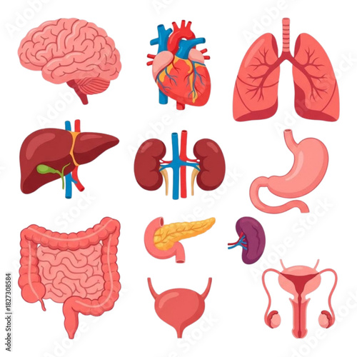 Seamless vector pattern of human anatomy set with heart and brain icons, illustrating internal organs collection art and design