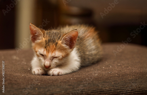 Cute kitten sleeping on bed	
