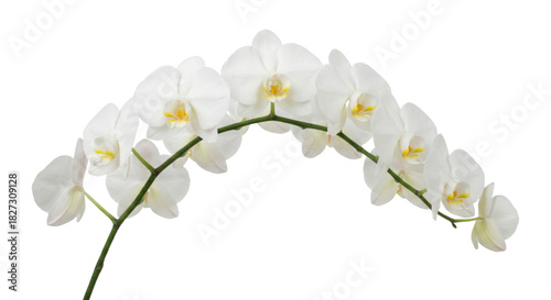Beautiful white orchid flower branch isolated on transparent background