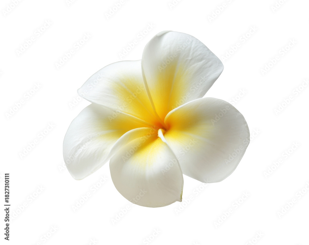 Fototapeta premium plumeria flower isolated on white background.