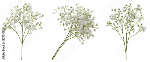 gypsophila isolated on white background, baby's breath, set of 3.