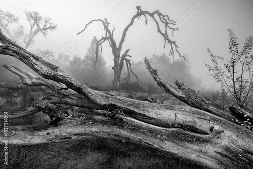 dramatic black and white image of a tree in the fog with fallen trees in foreground, spooky high contrast dark gothic.